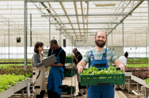 man smiling holding tray of picked lettuce in grow house
